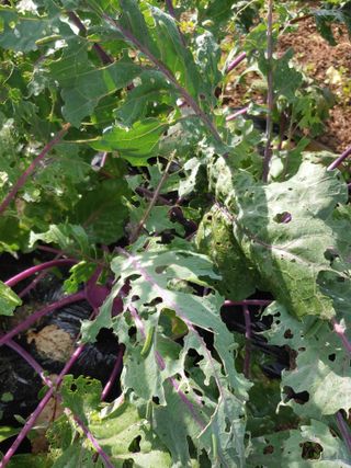 _고성농장님의 기타작물 · 자유게시판 작성글 사진