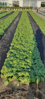 팜모닝 들깨·자유게시판 게시글 이미지