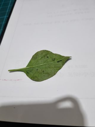 고추일등품종칼라병에님의 고추 · 병해충상담 작성글 사진