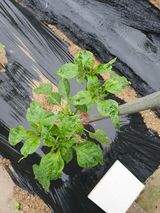 팜모닝 고추·병해충상담 게시글 이미지