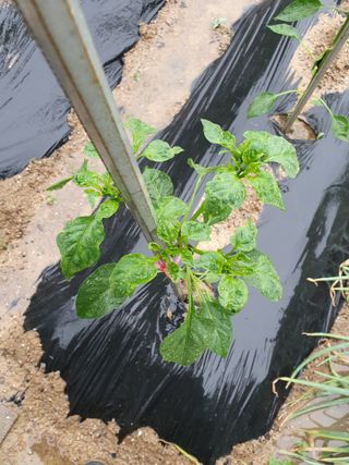 하양복숭님의 고추 · 병해충상담 작성글 사진