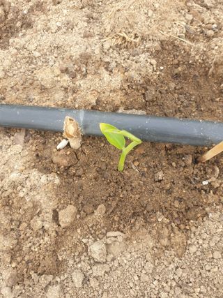 지대식님의 기타작물 · 자유게시판 작성글 사진