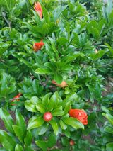 팜모닝 자유주제·자유게시판 게시글 이미지