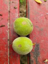 팜모닝 복숭아·자유게시판 게시글 이미지