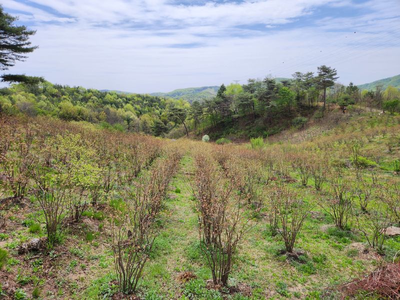 홍승한님의 장터 판매 상품 [양평 유기농 블루베리 1kg/2kg(무료배송)] 첨부 사진