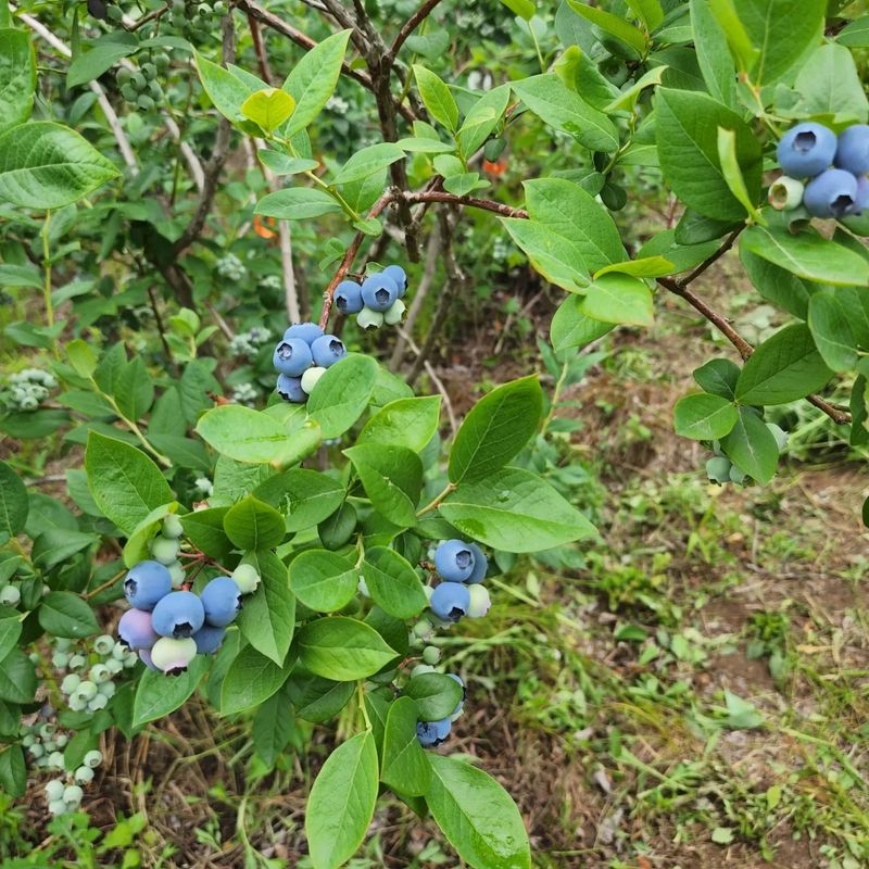 홍승한님의 장터 판매 상품 [양평 유기농 블루베리 1kg/2kg(무료배송)] 첨부 사진