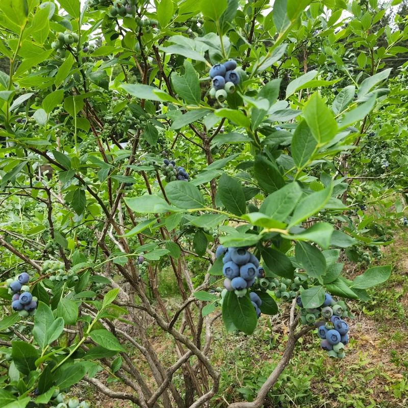 홍승한님의 장터 판매 상품 [양평 유기농 블루베리 1kg/2kg(무료배송)] 첨부 사진