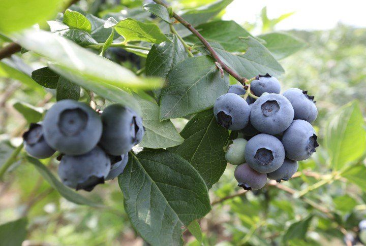 홍승한님의 장터 판매 상품 [양평 유기농 블루베리 1kg/2kg(무료배송)] 첨부 사진