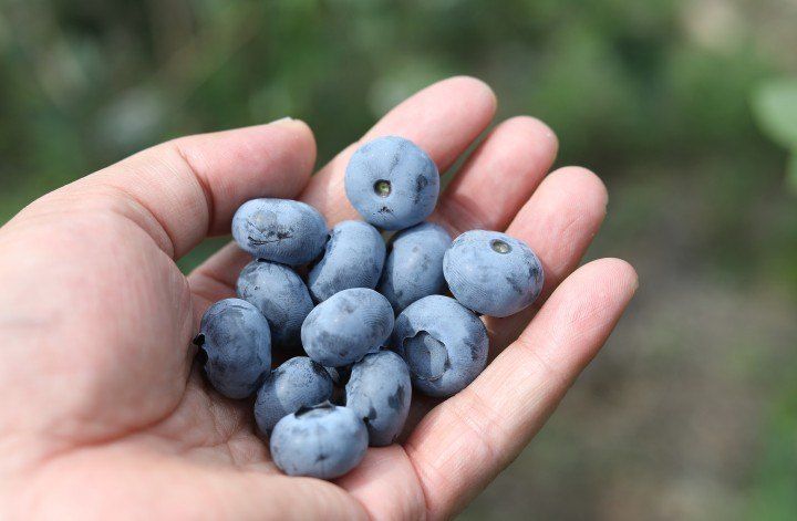 홍승한님의 장터 판매 상품 [양평 유기농 블루베리 1kg/2kg(무료배송)] 첨부 사진