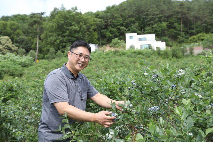 홍승한님의 장터 판매 상품 [양평 유기농 블루베리 1kg/2kg(무료배송)] 첨부 사진