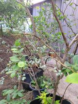 팜모닝 기타작물·자유게시판 게시글 이미지