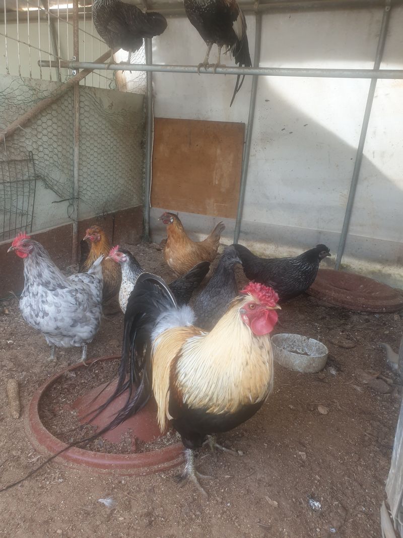 블루베리10328님의 장터 판매 상품 [긴꼬리 닭 과청계닭] 첨부 사진