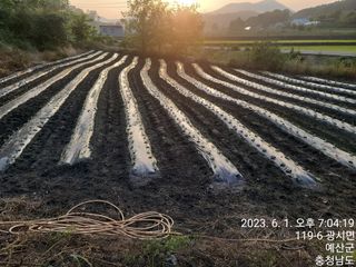 김형숙님의 참깨 · 자유게시판 작성글 사진