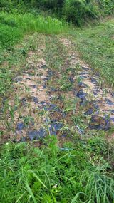 팜모닝 마늘·마늘 쪽 비대기 게시글 이미지