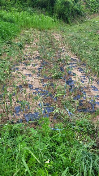 코람데오창조농장님의 마늘 · 마늘 쪽 비대기 작성글 사진