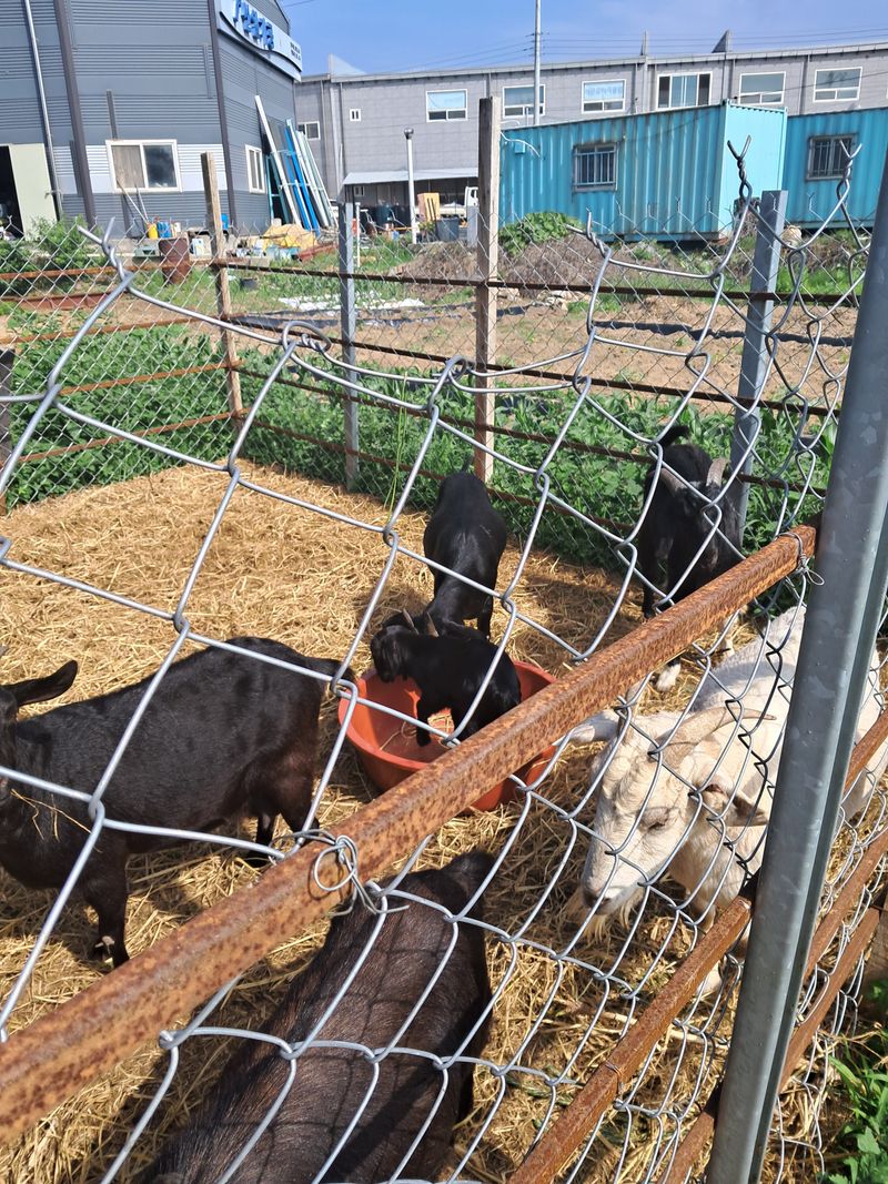 장터 상품 [흑염소 분양합니다] 썸네일