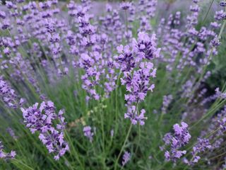 하루애꽃님의 자유주제 · 자유게시판 작성글 사진