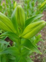 팜모닝 자유주제·자유게시판 게시글 이미지