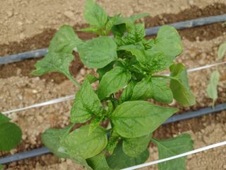 부농이네(이나영)님의 고추 · 병해충상담 작성글 사진