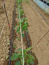 팜모닝 고추·병해충상담 게시글 이미지