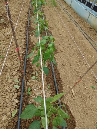 부농이네(이나영)님의 고추 · 병해충상담 작성글 사진