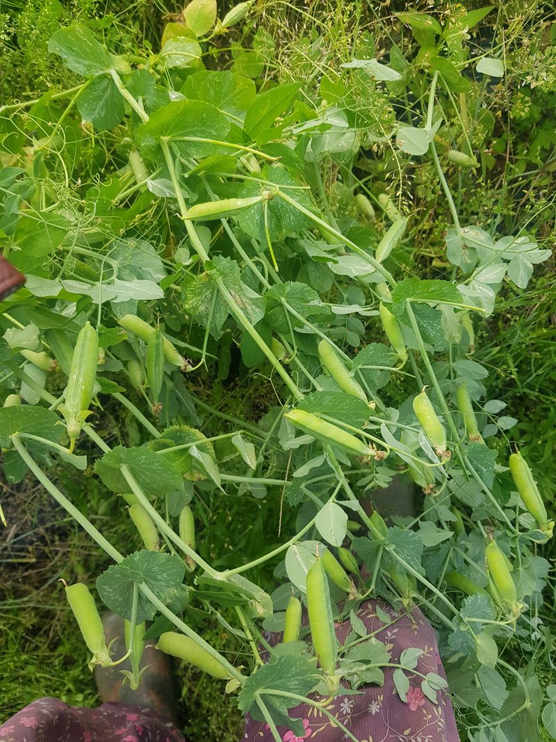 마늘  복숭아윤금자님의 장터 판매 상품 [국산 햇완두콩  500그람. 1키로] 첨부 사진