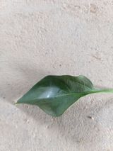 팜모닝 고추·병해충상담 게시글 이미지