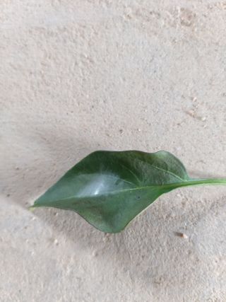 pwhan1님의 고추 · 병해충상담 작성글 사진