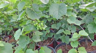 이정운님의 기타작물 · 자유게시판 작성글 사진