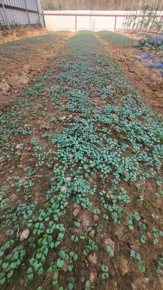 뚝방님의 들깨 · 자유게시판 작성글 사진