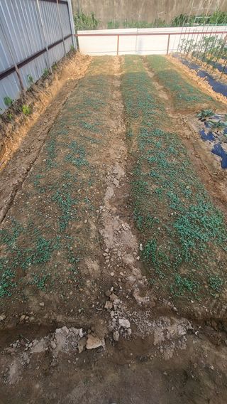 뚝방님의 들깨 · 자유게시판 작성글 사진