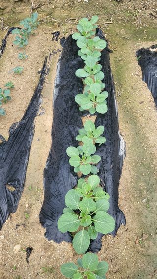 짱순이연속8월출석왕님의 기타작물 · 자유게시판 작성글 사진