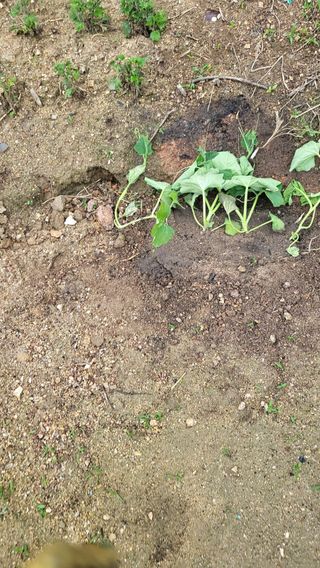 짱순이연속8월출석왕님의 호박 · 자유게시판 작성글 사진