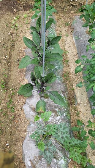 짱순이연속8월출석왕님의 기타작물 · 자유게시판 작성글 사진