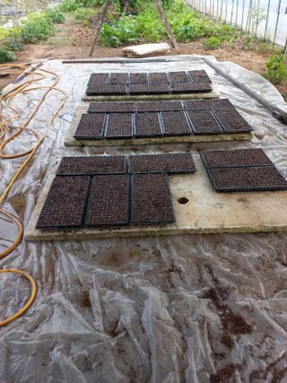 농민님의 상추 · 자유게시판 작성글 사진