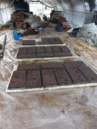 농민님의 상추 · 자유게시판 작성글 사진