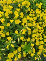 팜모닝 자유주제·자유게시판 게시글 이미지