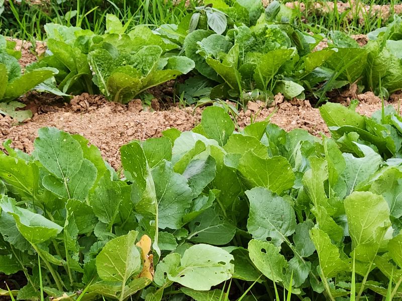 장터 상품 [제철채소] 썸네일