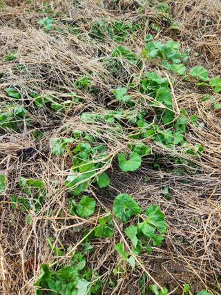 장지영님의 작성글 사진