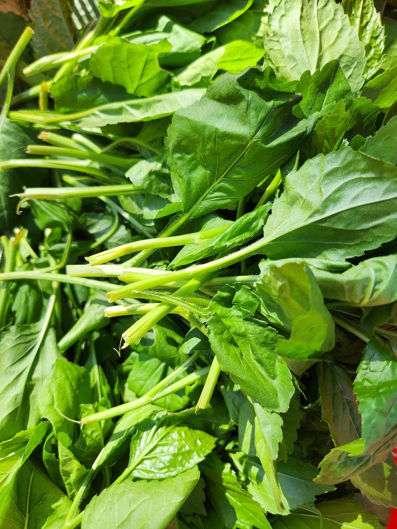 장지영님의 장터 판매 상품 [제철채소] 첨부 사진