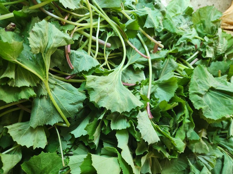 장지영님의 장터 판매 상품 [제철채소] 첨부 사진