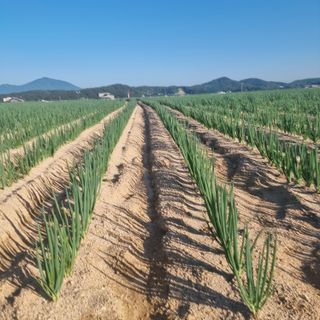 이종권님의 파 · 자유게시판 작성글 사진