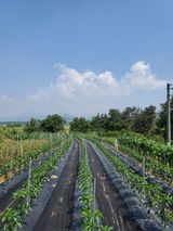 팜모닝 고추·일상 게시글 이미지