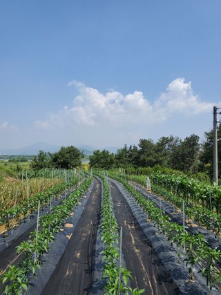 모경님의 고추 · 일상 작성글 사진