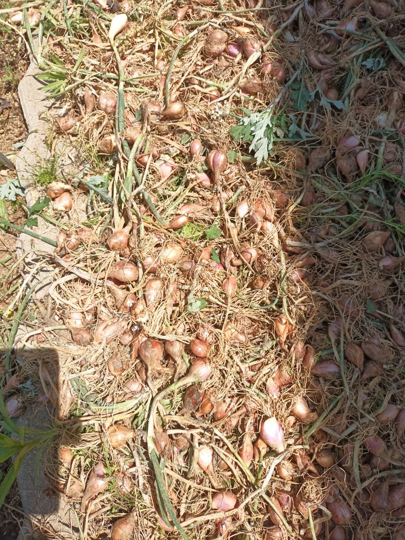 장터 상품 [골파] 썸네일