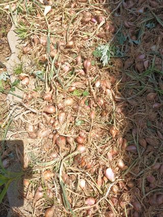 김순향님의 작성글 사진