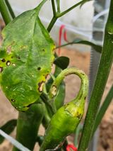 팜모닝 고추·병해충상담 게시글 이미지