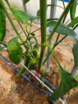 박석연님의 고추 · 병해충상담 작성글 사진