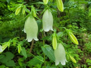 자연농원 순 강재옥님의 자유주제 · 자유게시판 작성글 사진