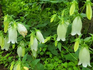 자연농원 순 강재옥님의 자유주제 · 자유게시판 작성글 사진